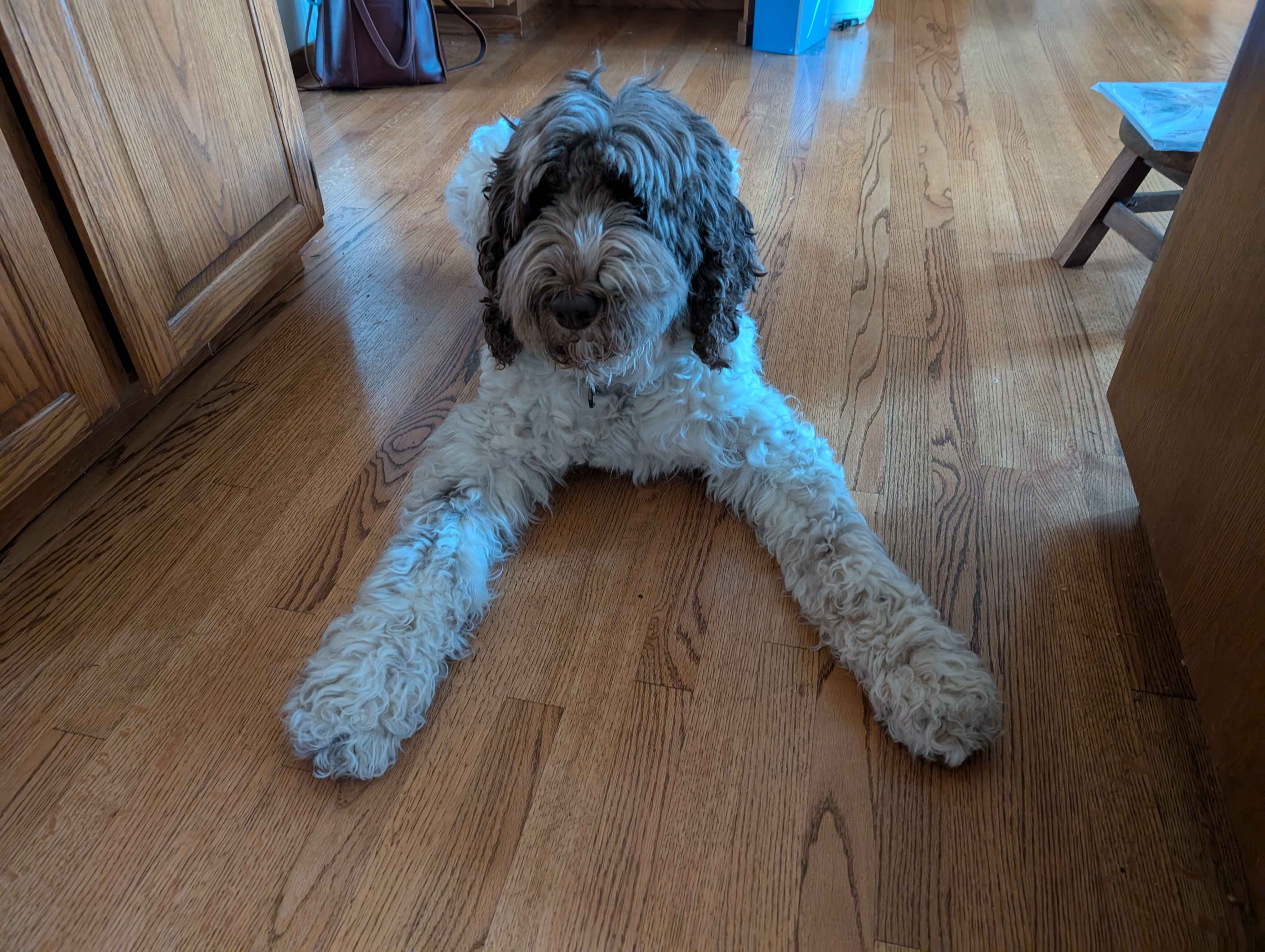 Ginny the Newfoundland Poodle